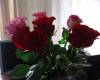 Живые розовые и красные розы