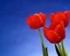 Красные тюльпаны под синим небом