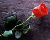 Красная одиночная роза