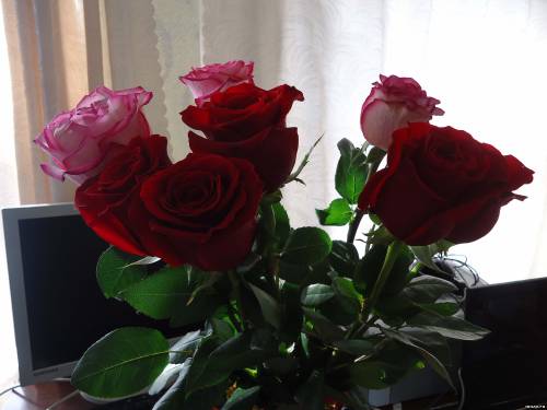 Живые розовые и красные розы