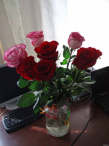 Живые красные и розовые розы
