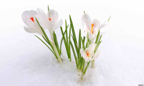 Крокусы, цветы, первоцвет, бутоны, снег, весна
