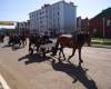 Колонна лошадей с повозками на параде 9 мая