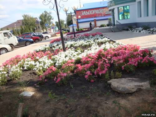 Красивые цветочки у сбербанка