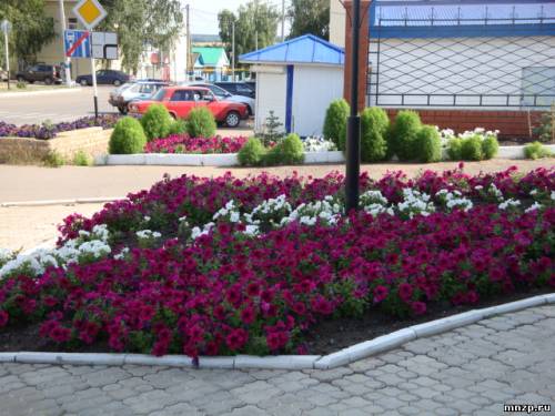 Цветы у сбербанка