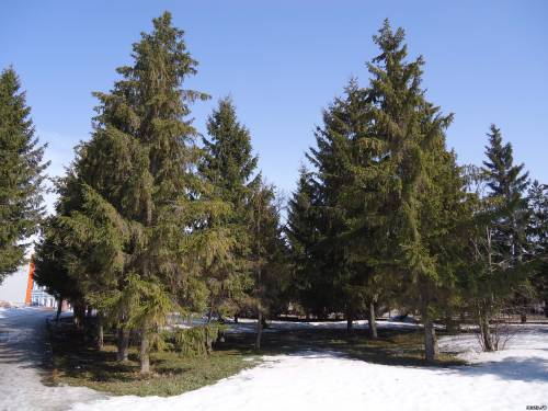 Весна в Мензелинске, 3 апреля 2013 год