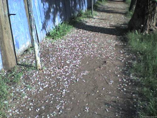 По улице Гурьяновой, Мензелинск