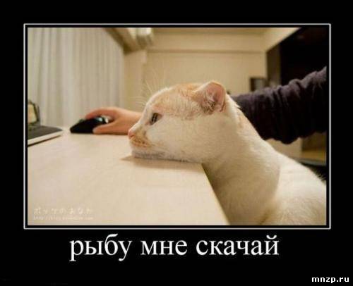 Скачай мне рыбу