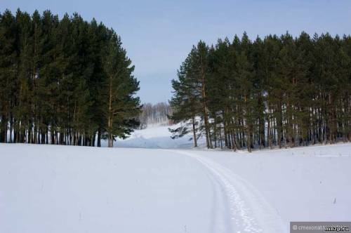 Сосновая посадка Атрякле