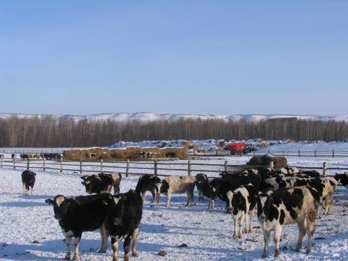 Кукмара