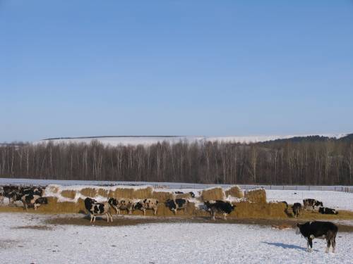 Кукмара